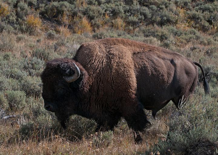 Bison 6109.jpg